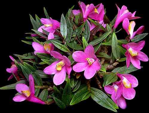Dendrobium cuthbertsonii    